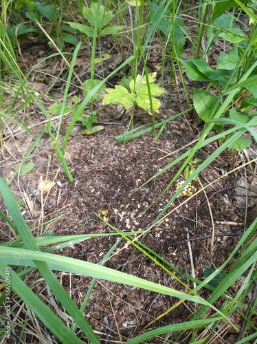 anthill with ants dragging their eggs