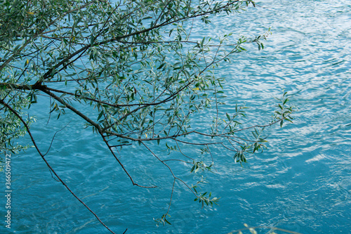 Des branches d'arbres au dessus d'un lac photo