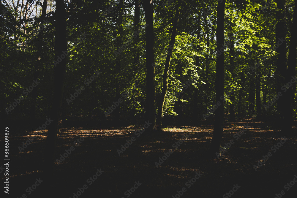 A forest landscape filled with trees A forest landscape filled with trees