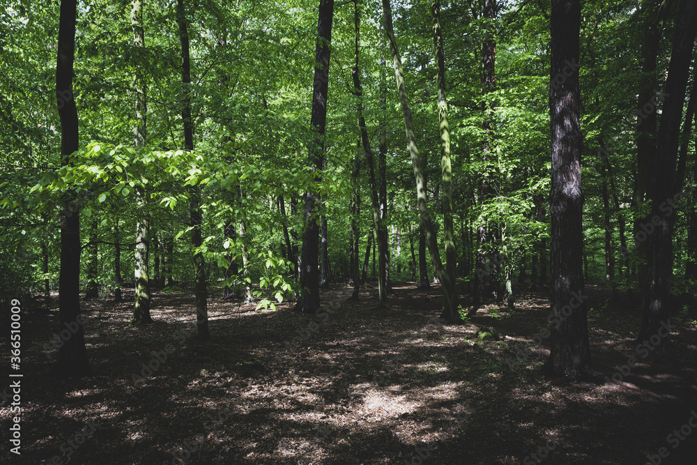 Obraz premium A forest landscape filled with trees