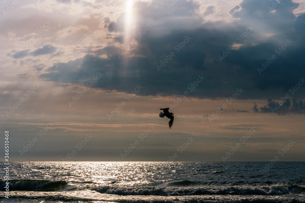 Fototapeta premium Seabird flight in sunset sky over cloudy Baltic sea.
