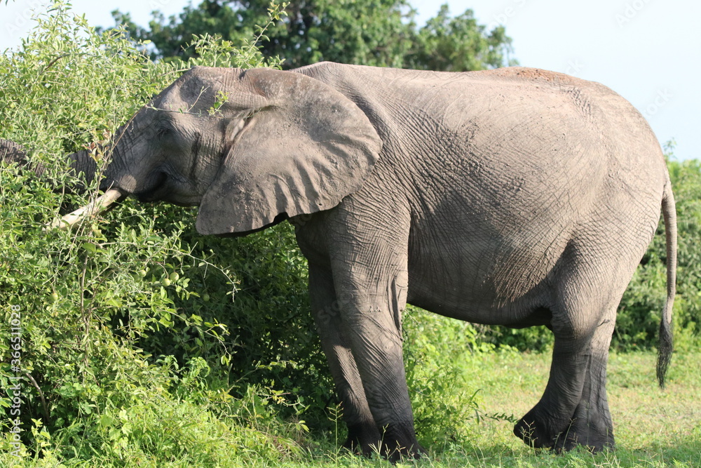Fototapeta premium African Elephants playing by the Chobe river in Botswana