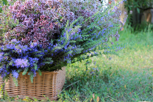 Bunch of medicinal herbs purple oregano (sweet marjoram) flowers and hyssop plant in wicker basket in the summer garden. Natural green blurred background. Selective focus