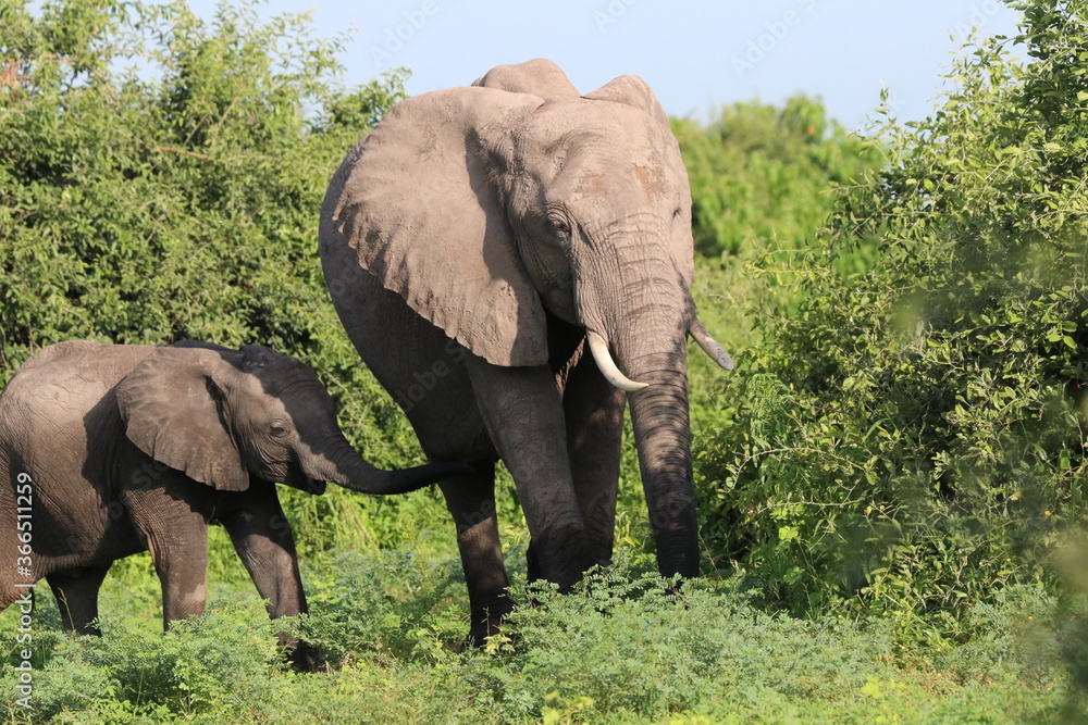 African Elephants playing by the Chobe river in Botswana African Elephants playing by the Chobe river in Botswana
