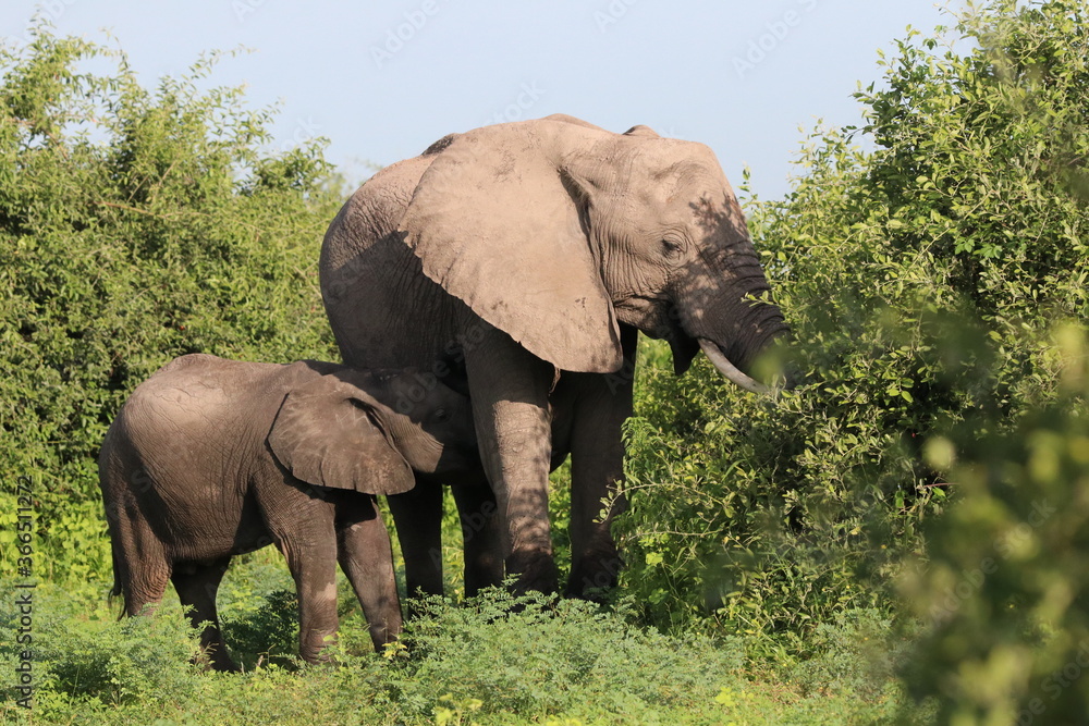 African Elephants playing by the Chobe river in Botswana African Elephants playing by the Chobe river in Botswana