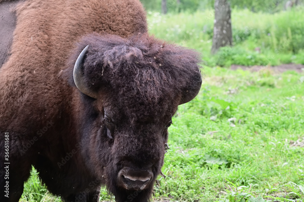 American Bison portrait