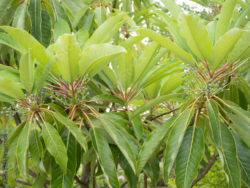 ユズリハ(学名：Daphniphyllum macropodum) photo