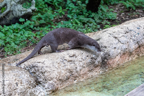 愛嬌のあるカワウソ