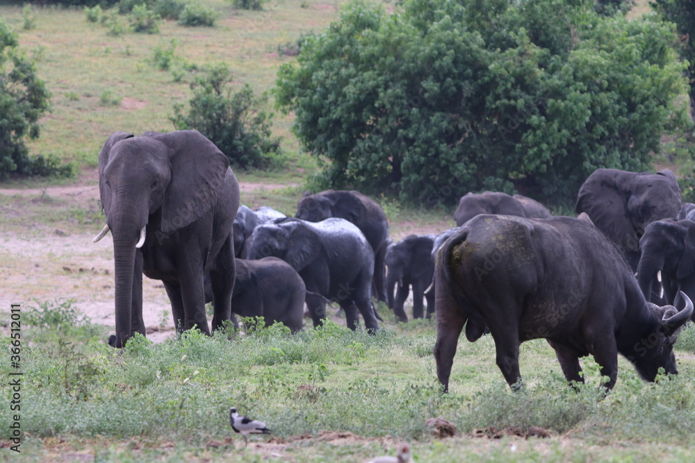 Fototapeta premium African Elephants playing by the Chobe river in Botswana