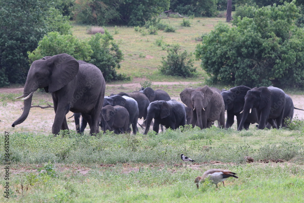 African Elephants playing by the Chobe river in Botswana