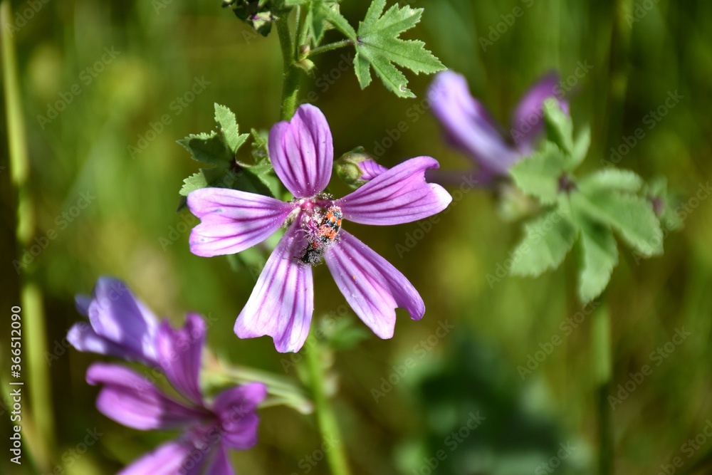 Mallow flower in grass meadow, its leaves are consumed as a vegetable, being a substitute for lettuce. Mallow flower in grass meadow, its leaves are consumed as a vegetable, being a substitute for lettuce.
