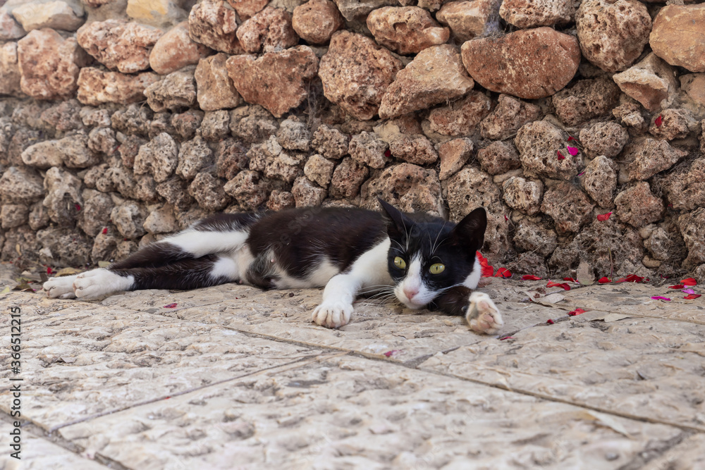 A black-white  cat lies and rests in the shade near a stone fence