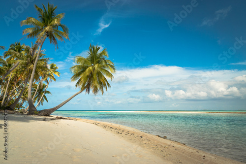 tropical beach with palm trees and lagoon