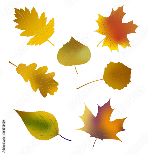 Autumn leaves set vector