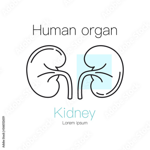Kidney human organ outline icon. Kidney vector illustration.