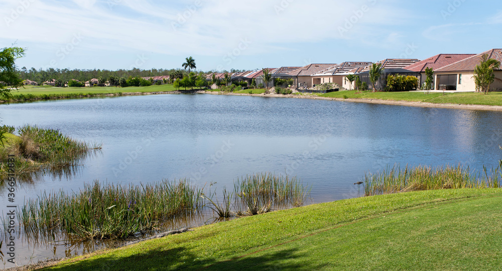 Alligators sunbathing on a golf course in Bonita Springs, Florida Alligators sunbathing on a golf course in Bonita Springs, Florida