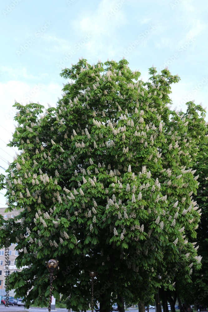 White flowers - candles bloom on the chestnut tree in spring
White flowers - candles bloom on the chestnut tree in spring