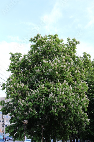  White flowers - candles bloom on the chestnut tree in spring