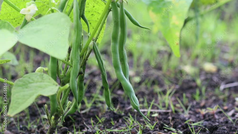 インゲン豆の収穫