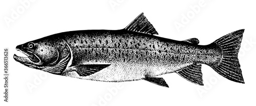 Taimen salmon, Fish collection. Healthy lifestyle, delicious food. Hand-drawn images, black and white graphics.