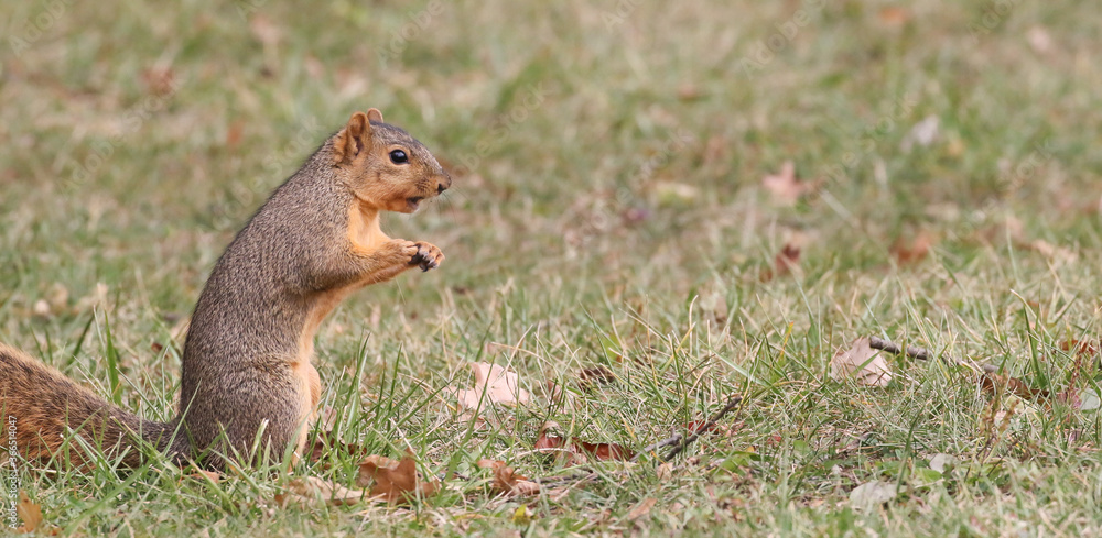 Squirrel gathering nuts in the autumn getting ready for winter Squirrel gathering nuts in the autumn getting ready for winter