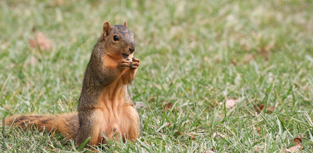 Squirrel gathering nuts in the autumn getting ready for winter Squirrel gathering nuts in the autumn getting ready for winter