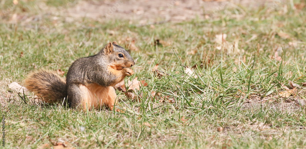 Squirrel gathering nuts in the autumn getting ready for winter Squirrel gathering nuts in the autumn getting ready for winter