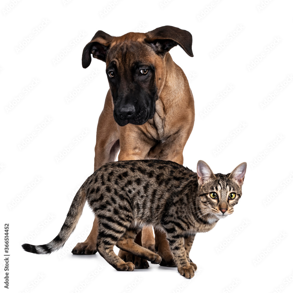 Obraz premium Savannah F7 cat and Boerboel malinois cross breed dog, playing together. Cat walking in front of dog standing behind it. Isolated on white background.
