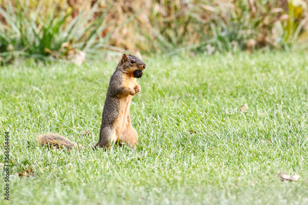 Squirrel gathering nuts in the autumn getting ready for winter Squirrel gathering nuts in the autumn getting ready for winter