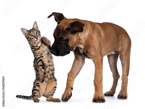Savannah F7 cat and Boerboel malinois cross breed dog, playing together. Cat standingon hind paws with funny expression looking to camera, hitting standing dog on nose. Isolated on white background. © Nynke