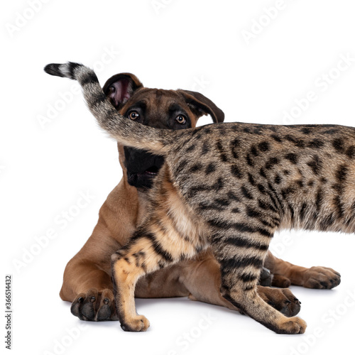 Fototapeta Naklejka Na Ścianę i Meble -  Savannah F7 cat and Boerboel malinois cross breed dog, playing together. Cat walking in front of dog laying down. Isolated on white background.
