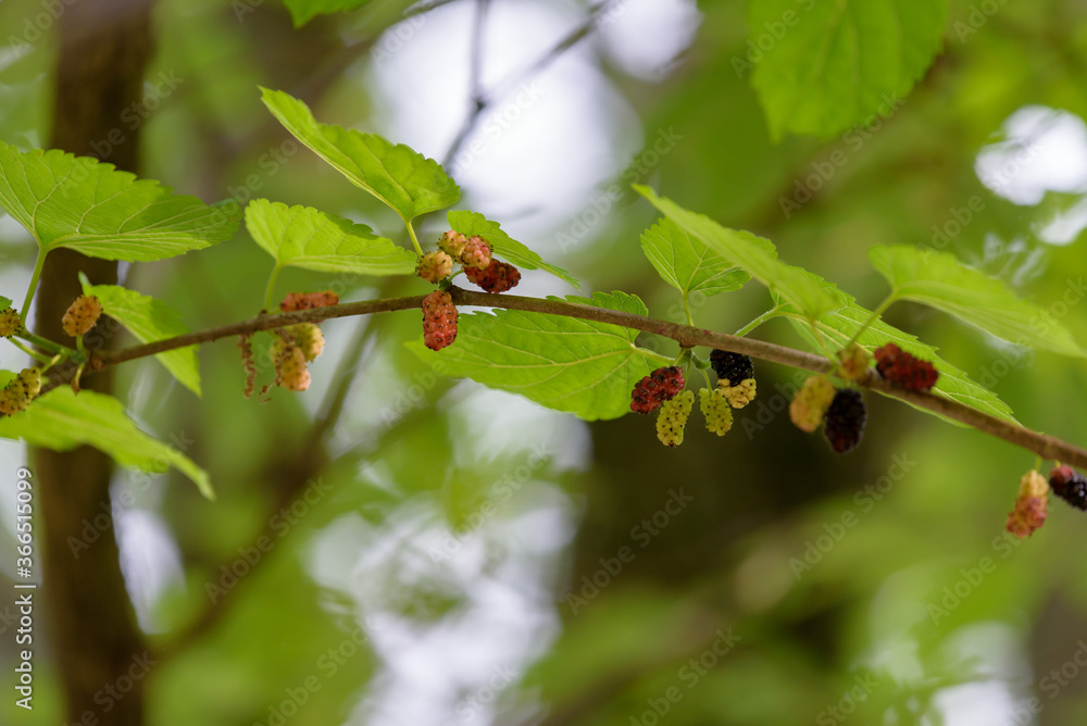 Young fruits of mulberry, on the branch Young fruits of mulberry, on the branch