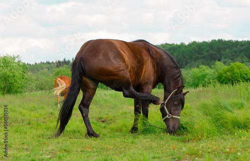 The horse is scratching itself on the pasture. © Ирина Орлова