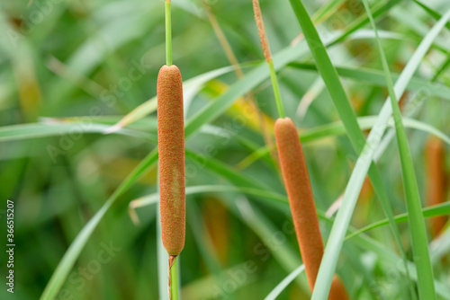 Ears of Southern Cattail, Typha domingensis photo