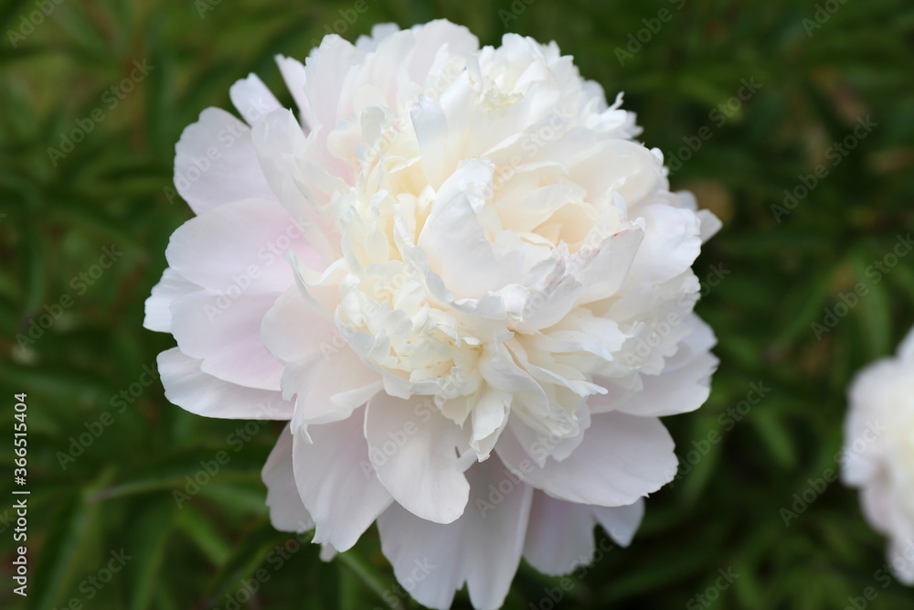 Blossoming wild large white peony in summer garden