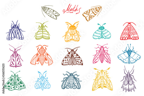 Night moths. Hand drawn doodle moth vector set

