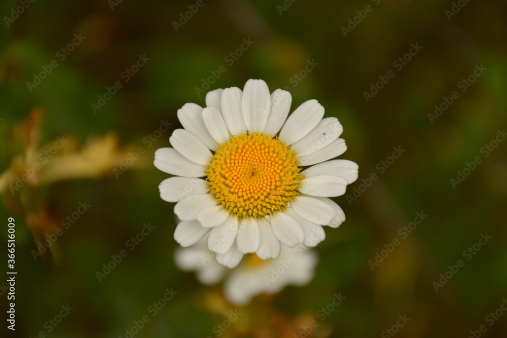 Obraz premium Macro detail flower of daisy (Bellis perennis) on dry stone terraces.