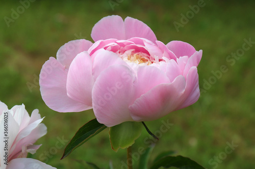 Fototapeta Naklejka Na Ścianę i Meble -  Blossoming wild tender pink peony in summer garden