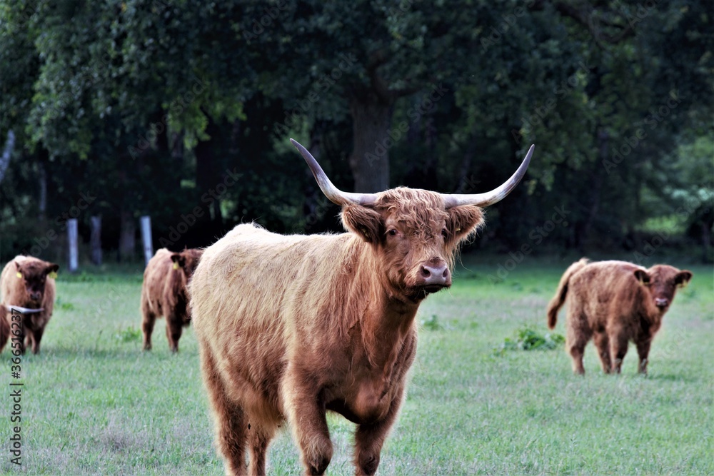 A Galloway cow on a green pasture A Galloway cow on a green pasture