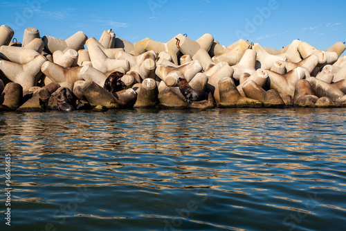 sea lions in the sanctuary