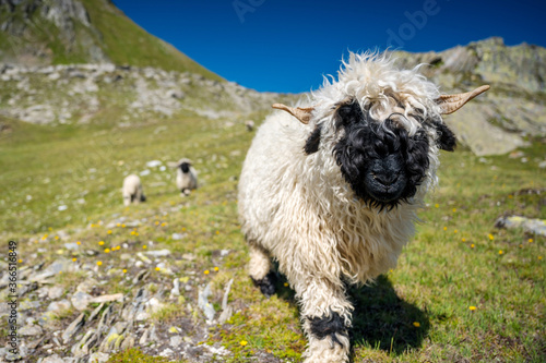 Valais Blacknose sheep on Nufenenpass in the Valais Alps photo