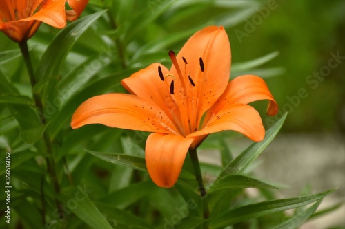 Detail of an intense orange lily flower (Lilium bulbiferum) in a planter. © Iker