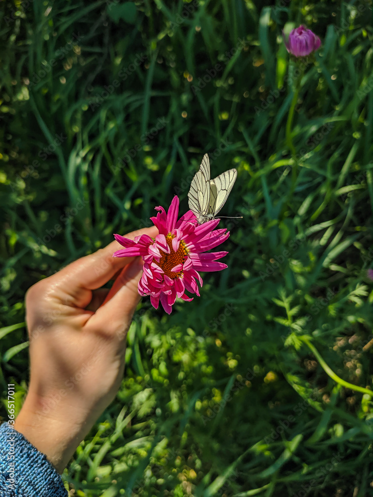 Kamen-na-Obi, Altai, Russia - May 24, 2020: Pyrethrum flower or garden chamomile. Bright pink petals with a yellow core. The stem is held by hand. Vertical. Kamen-na-Obi, Altai, Russia - May 24, 2020: Pyrethrum flower or garden chamomile. Bright pink petals with a yellow core. The stem is held by hand. Vertical.