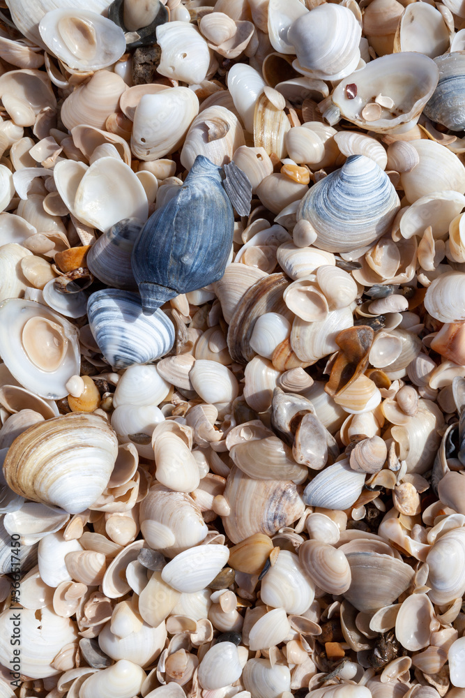 shells on the beach shells on the beach