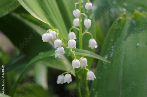 Raindrops lie on leaves and flowers of lilies of the valley in a spring forest