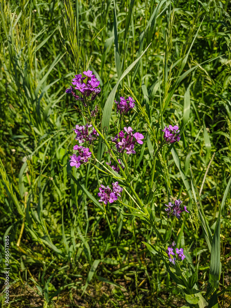 Fototapeta premium Kamen-na-Obi, Altai, Russia - May 25, 2020: Lilac-colored wildflowers grow in the green grass. Vertical.