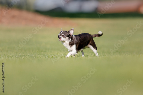 Cute chihuahua dog on green grass