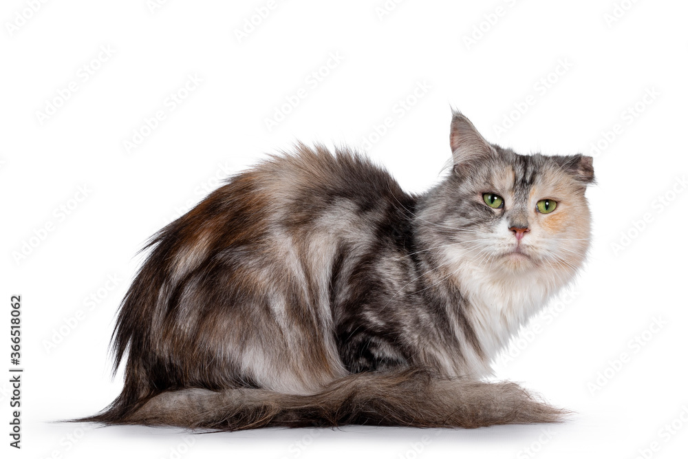 Cute silver tortie Maine Coon cat, laying down side ways. Looking at camera with green eyes. Isolated on a white background. Folded ear due cauliflower injury.