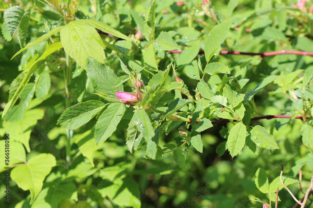 Delicate pink buds appeared on the rose hip bush in spring
Delicate pink buds appeared on the rose hip bush in spring