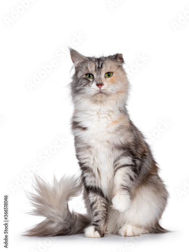 Cute silver tortie Maine Coon cat, sitting facing front. Looking beside camera with green eyes. Isolated on a white background. Folded ear due cauliflower injury. One paw playful in air.